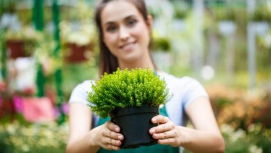 the benefits of plant nurseries webfreen.com